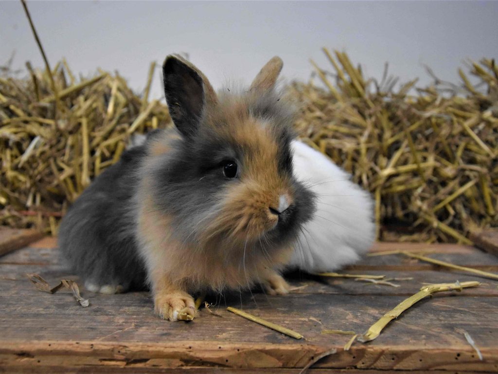 Schattig dwergkonijn dat nieuwsgierig op onderzoek uitgaat en een ideaal huisdier voor kinderen vormt