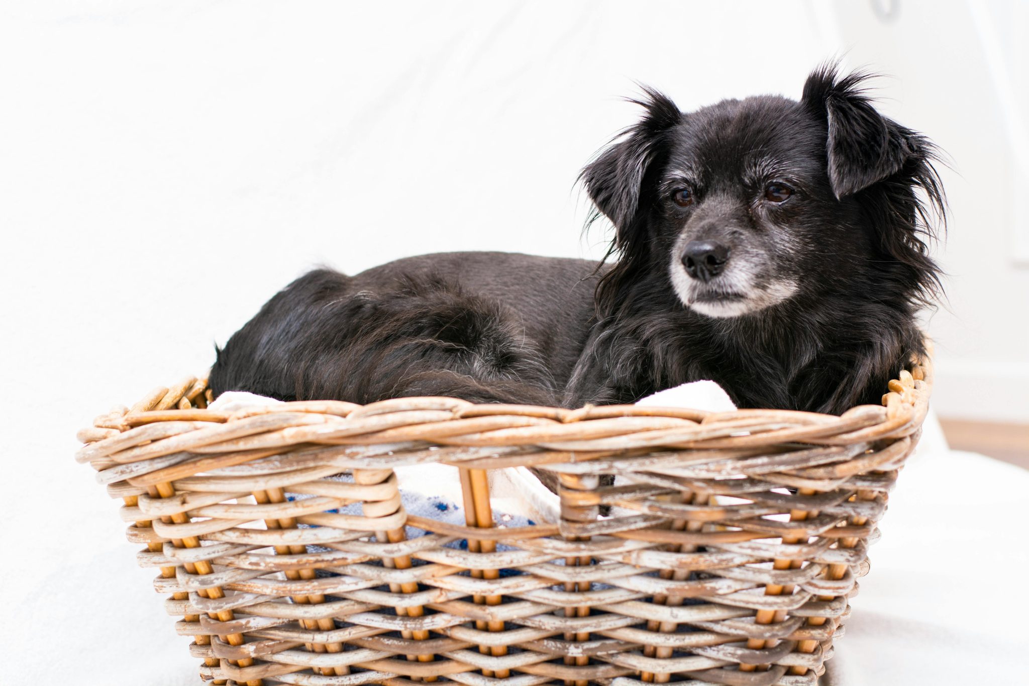 Comfortabele hondenmand met zachte vulling voor rust en veiligheid van je hond